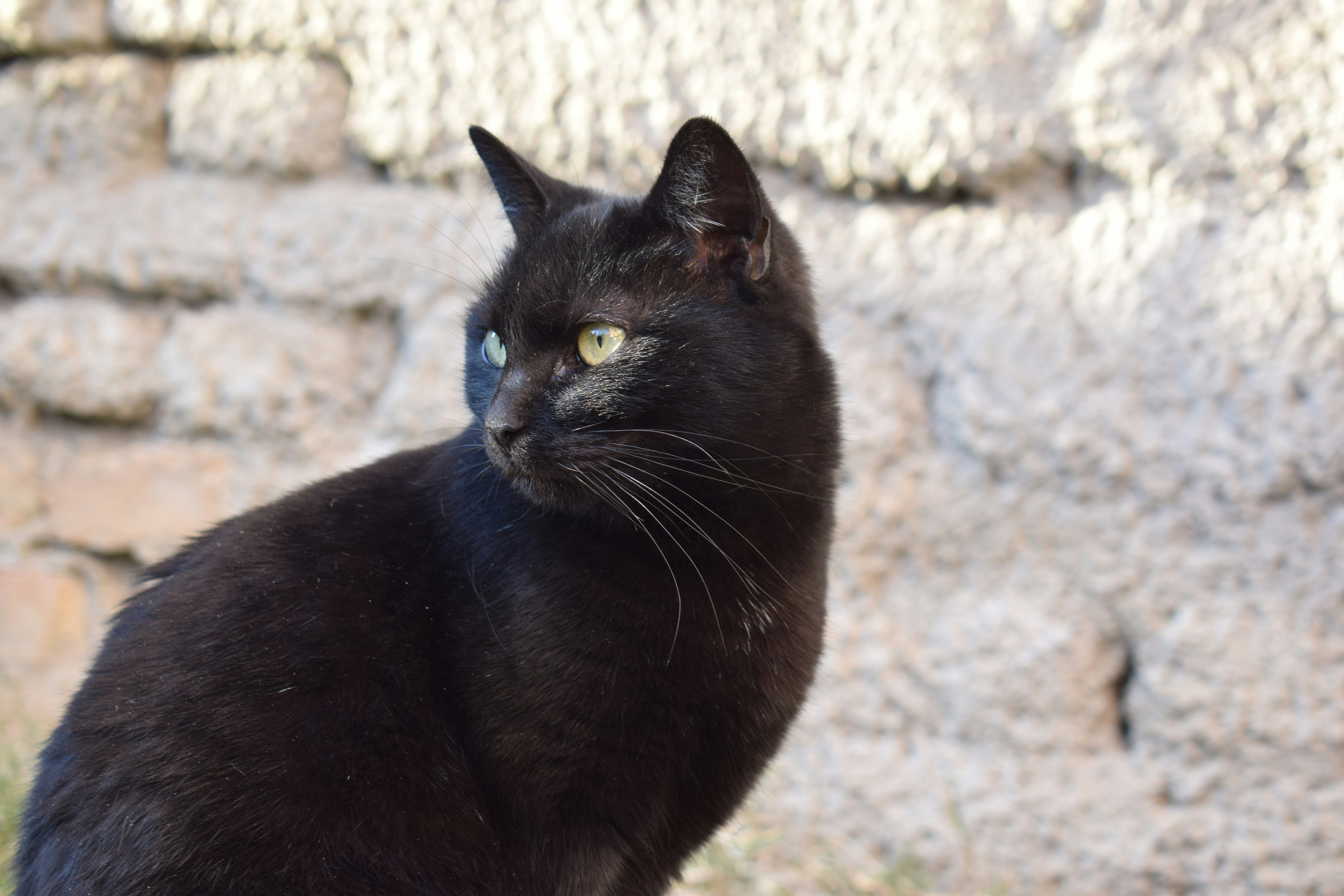 A black cat sitting on top of a rock